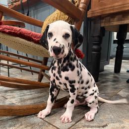 Cookie Cake - White and black male Dalmatian puppy in Austin, Texas from Dazzling Dalz