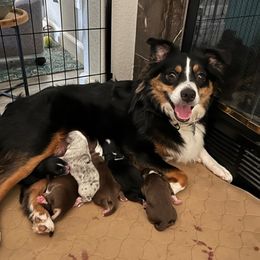 Miniature Australian Shepherd Puppies from Amberwood DD Aussies