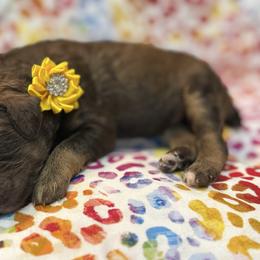 Yellow - Sable female Poodle puppy in Houma, Louisiana from Smart Azz Poodles
