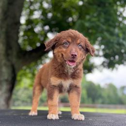 Stormy - Red tri-color female Australian Shepherd puppy in Big Sandy, Texas from Rocking S Ranch