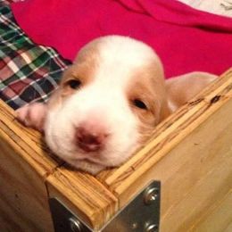 Basset Hound Puppies from Terri Asher