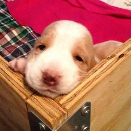 Basset Hound Puppies from Terri Asher