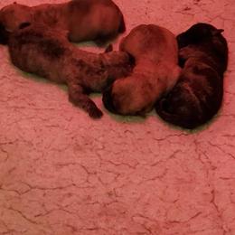 Truffles - Brindle male Cairn Terrier puppy in Rockford, Illinois from Fae Hallow