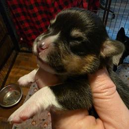 Boy 4 - Black and tan male Pembroke Welsh Corgi puppy in Middleburg, Florida from Mulkeys Little Corgis