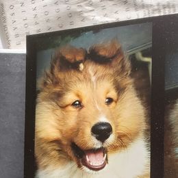 Shetland Sheepdog Puppies from Sheri Harris