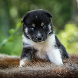 Pomsky Puppies from Pioneer Peak Pomskies