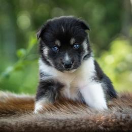 Pomsky Puppies from Pioneer Peak Pomskies