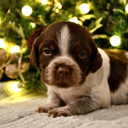Coal - Liver roan male Brittany puppy in Hollidaysburg, Pennsylvania from Royal Flush Farms