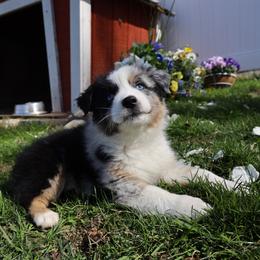 Zeus - Blue merle male Australian Shepherd puppy in Quincy, Massachusetts from William's Aussies