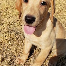 Labrador Retrievers from Desert Jewel Pointing Labradors