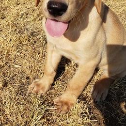 Labrador Retrievers from Desert Jewel Pointing Labradors