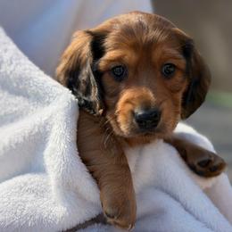 Lil St. Nick- Longhair Red (CKC reg) - Red male Dachshund puppy in Whitehouse, Texas from Daschund Pups