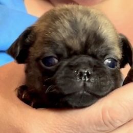 Felix - Brindle male Pug puppy in Morgantown, West Virginia from Groovy Pugs
