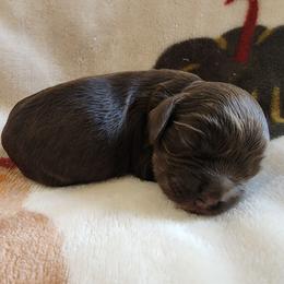 AKC Lucy - Sable female Cocker Spaniel puppy in New Market, Tennessee from Down in the Holler