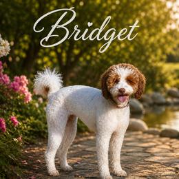 Bridget - Poodle