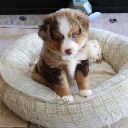 Sage - Red merle male Toy Australian Shepherd puppy in Albia, Iowa from J Bar M Toy and Mini Aussies