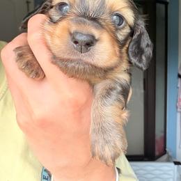 Dark Roast - Cream male Dachshund puppy in Coldwater, Mississippi from Under the Stars Minis