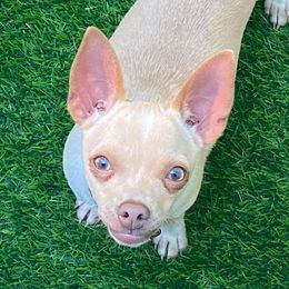 Nike - Chihuahua