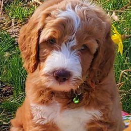 Boy 3 - Labradoodle puppy in Statesville, North Carolina from Labradoodles of the Foothills