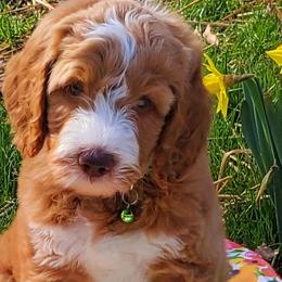 Boy 3 - Labradoodle puppy in Statesville, North Carolina from Labradoodles of the Foothills
