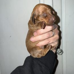 Butch Cassidy - Red male Dachshund puppy in Deming, New Mexico from FoxieDoxies of New Mexico
