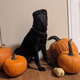 Chinese Shar-Pei All Grown Up from Eihpos Shar-Pei
