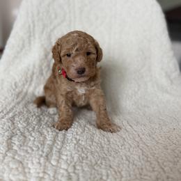 Sky - Red female Bernedoodle puppy in Loxahatchee, Florida from SR. Doodle pupps