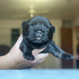 French Bulldog Puppies from Just Us Frenchies