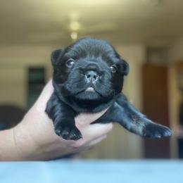 French Bulldog Puppies from Just Us Frenchies