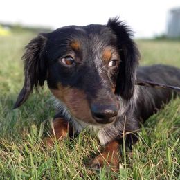 Merlin - Dachshund