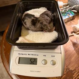 Dapple girl - Black and tan female Dachshund puppy in Irving, Texas from DFW Dachshunds by G & S