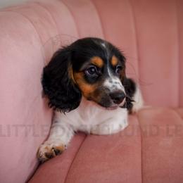 Snickers - Piebald male Dachshund puppy in Temecula, California from Naomi Magee's Dachshund Kennel
