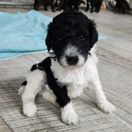 Baymax - Parti male Poodle puppy in Thomasville, North Carolina from Gypsy Moon's Legacy