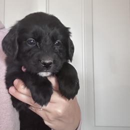 Girl 7 (Light Green) - female Golden Mountain Dog puppy in Wyoming from Great Basin BMD
