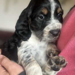 Stardust - Tri-Roan female English Springer Spaniel puppy in Winfield, Tennessee from Murphy Farms and Springers