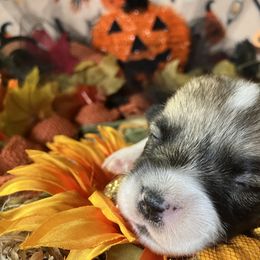 American Corgi and Pembroke Welsh Corgi Puppies from Cascadian Space Coast Corgis LLC