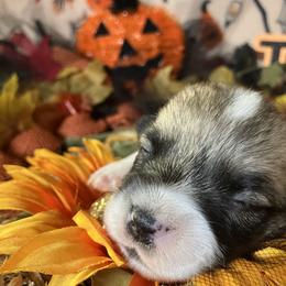 American Corgi and Pembroke Welsh Corgi Puppies from Cascadian Space Coast Corgis LLC