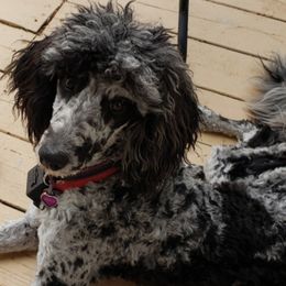 Luna - Aussiedoodle