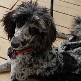 Luna - Aussiedoodle