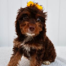 Maple - Merle female Cavapoo puppy in Apopka, Florida from Rae Precious Puppies