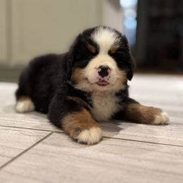 Blueberry Muffin - Black rust and white Bernese Mountain Dog puppy in Pelahatchie, Mississippi from Barefoot Springs Bernese Mountain Dogs