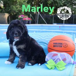 Marley - Phantom male Bernedoodle puppy in Heyworth, Illinois from Cobble Creek Puppies