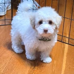 Texas - Parti male Poodle puppy in Covington, Virginia from A  Gift from above kennel,  LLC