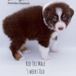 Flame - Red tri-color male Australian Shepherd puppy in Greeneville, Tennessee from Storm Shine Australian Shepherds