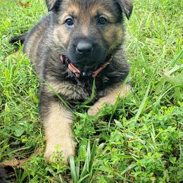 German Shepherd Puppies from Cintron K9
