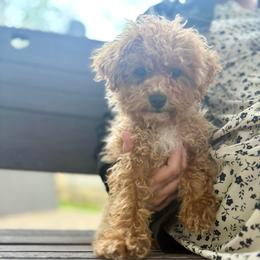 Tazz - Apricot male Poodle puppy in Utica, Ohio from Poodle Me Crazy