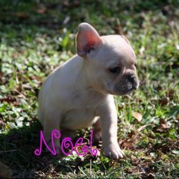 Girl 1 - French Bulldog puppy in Florida from Adorabullz by Sognare French Bulldogs