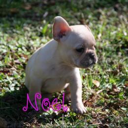 Girl 1 - French Bulldog puppy in Florida from Adorabullz by Sognare French Bulldogs