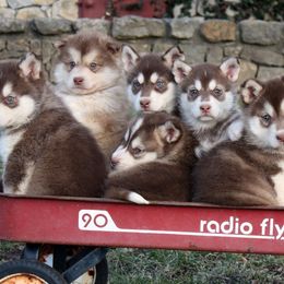 Alaskan Malamutes from October Skies Alaskan Malamutes