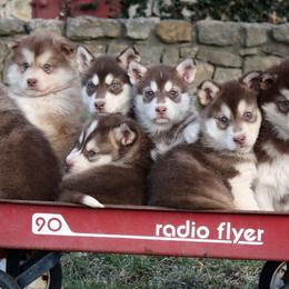 Alaskan Malamutes from October Skies Alaskan Malamutes
